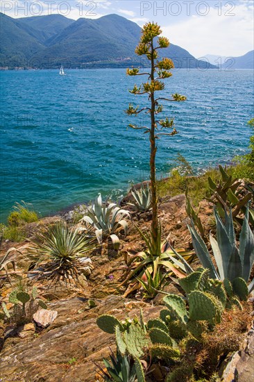 Subtropical Botanical Garden on the Brissago Islands in Lake Maggiore