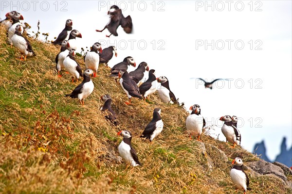 Puffins