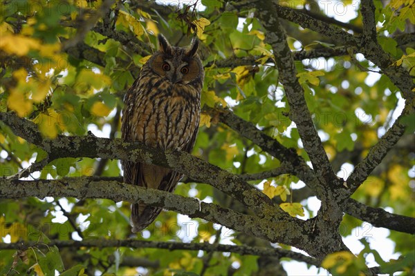 Long-eared owl (Asio otus)