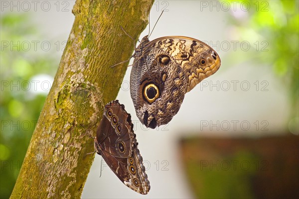 Butterfly Museum