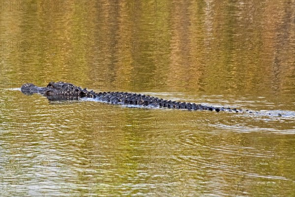 Alligator in swampland