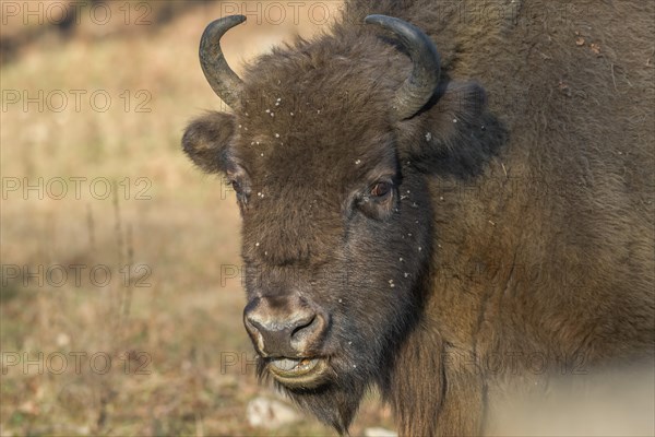 Bison or european bison (Bos bonasus)