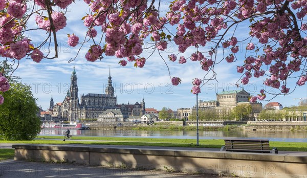 Pink cherry blossom on the Neustaedter Ufer with view over the Elbe to the old town with the tower of the Kreuzkirche