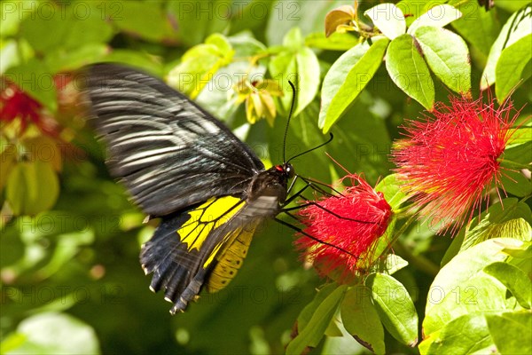 Butterfly Museum