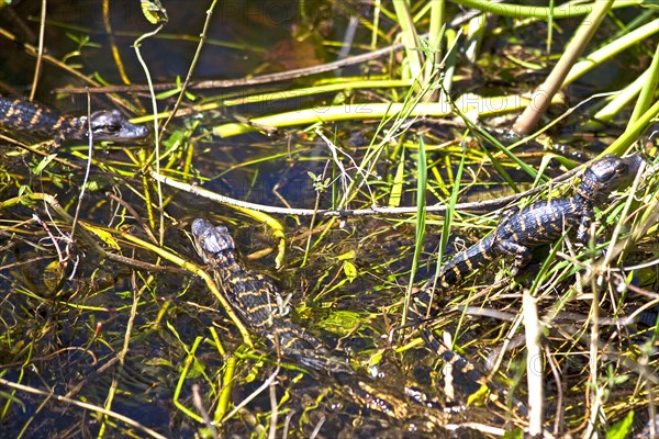 Mini alligators in the swampland