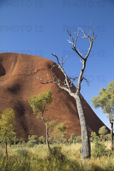 Trees by the path at Uluru