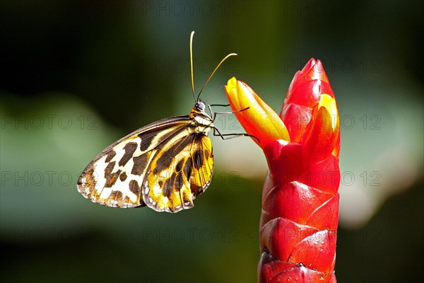 Butterfly Museum