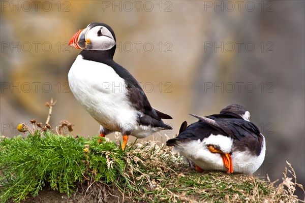 Puffins