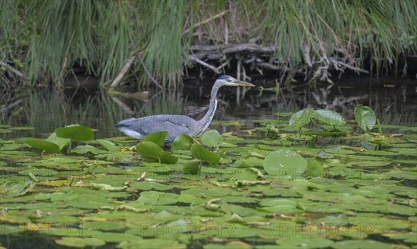 Grey heron (Ardea cinerea)