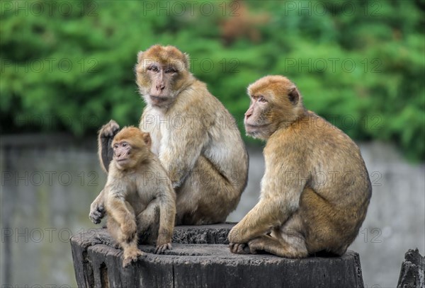 Barbary macaque