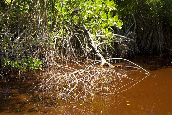 Mangroves in Ding Darling National Wildlife Refuge/ mangrove in Ding Darling National Wildlife Refuge