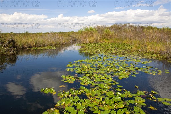 Anhinga Trail