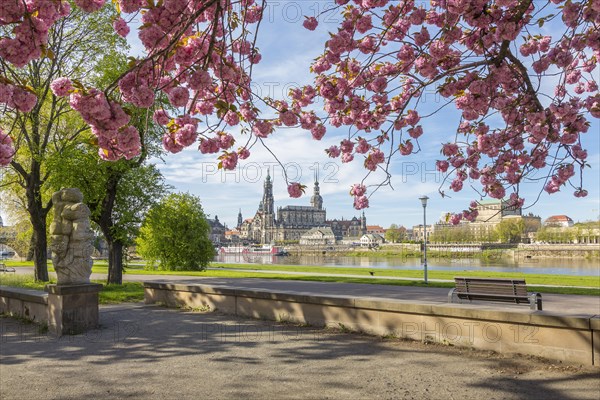 Pink cherry blossom on the Neustaedter Ufer with view over the Elbe to the old town with the tower of the Kreuzkirche