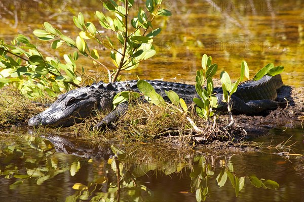 Alligator at Ding Darling National Wildlife Refuge/ alligator