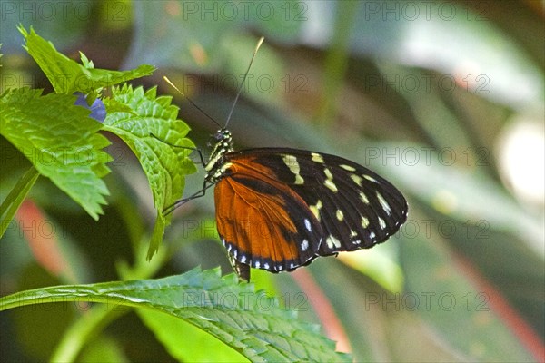 Butterfly Museum