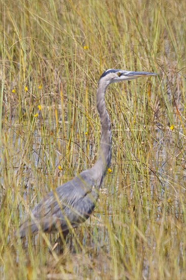 Egret in swampland