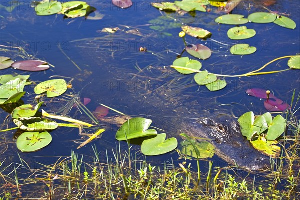 Alligator in swampland