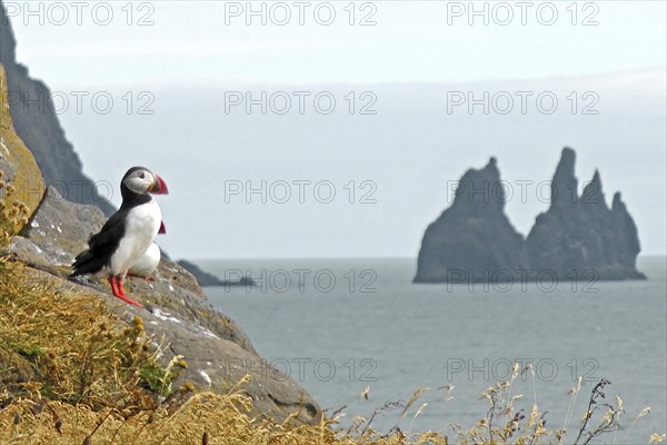 Puffins