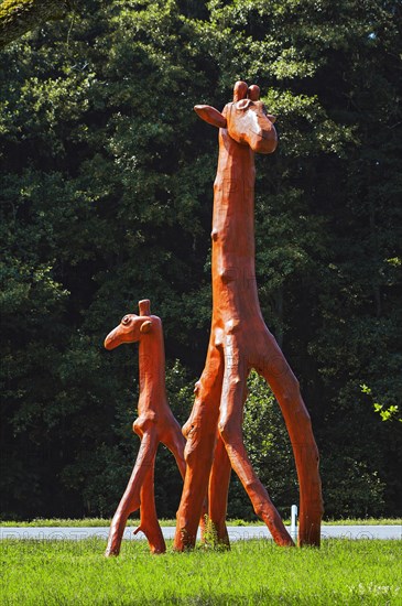 Giraffes