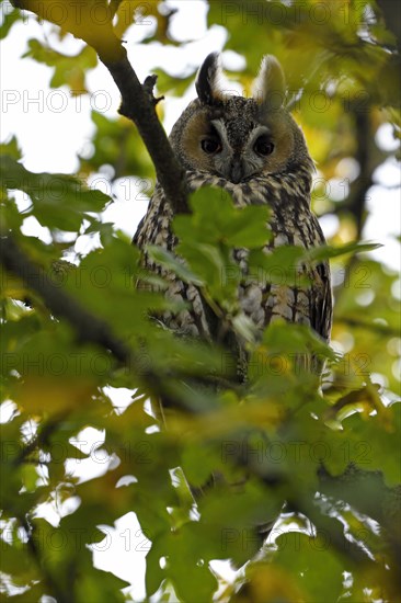 Long-eared owl (Asio otus)