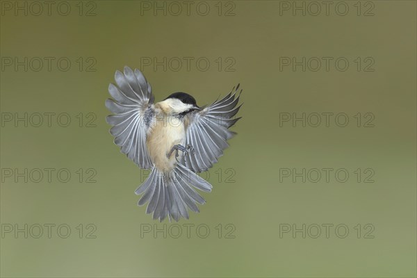 Willow tit (Parus montanus) in flight