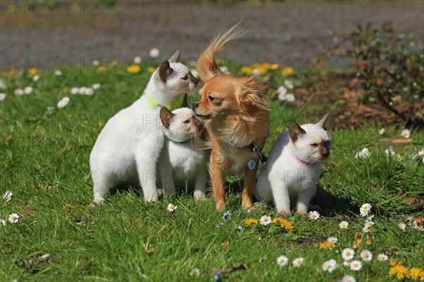 Young Thai cats and Chihuahua