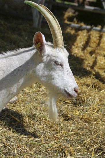 White billy goat
