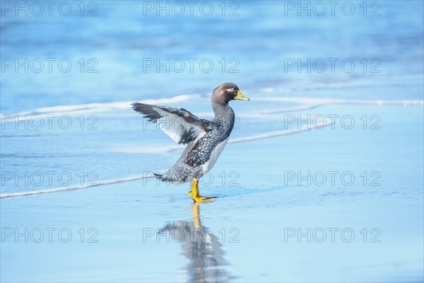 Steamer duck