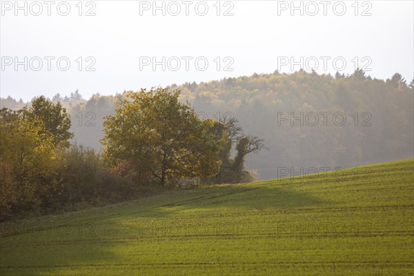 Autumn atmosphere in diffuse light in the fields