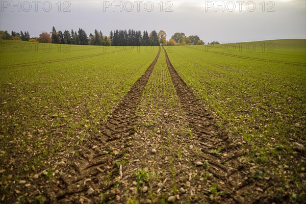 Tractor tracks in a field