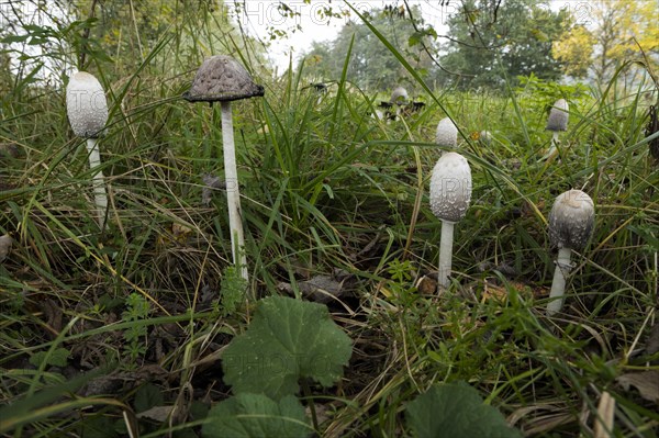 Shaggy ink cap