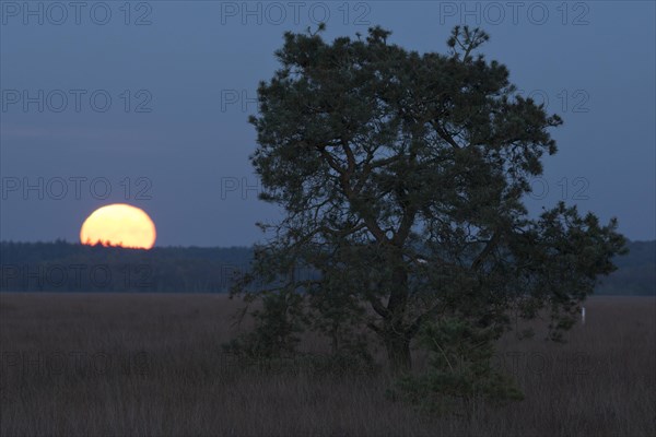 Moonrise in the moor