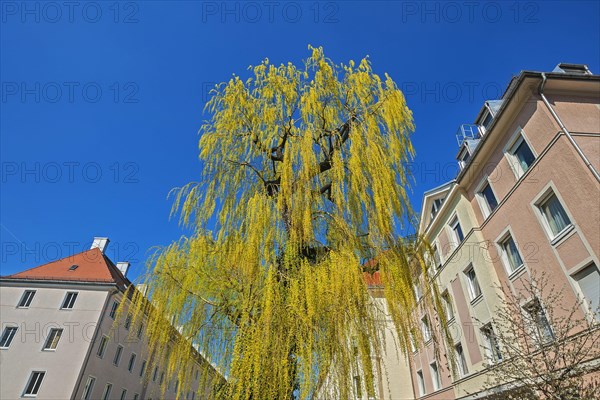 Weeping willow