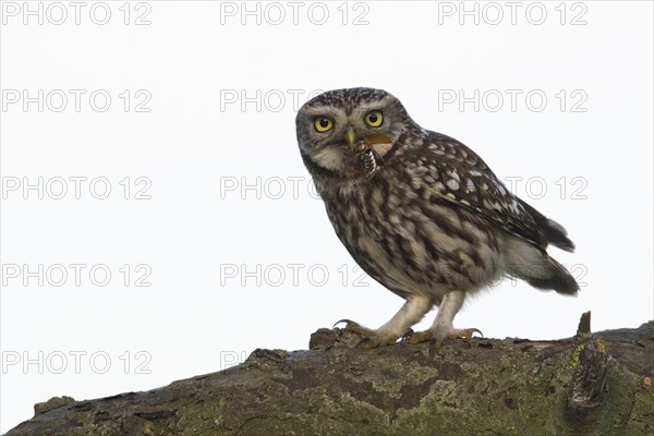 Little owl