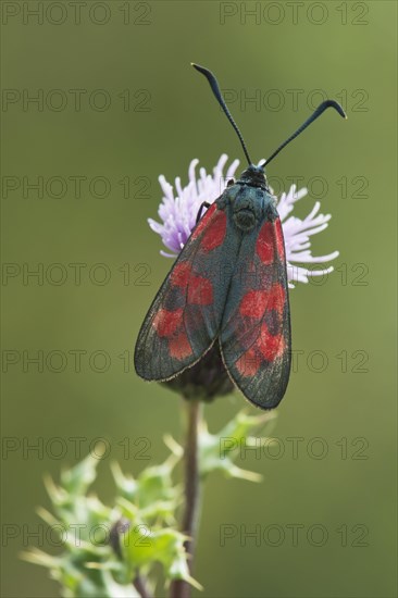 Six-spot burnet