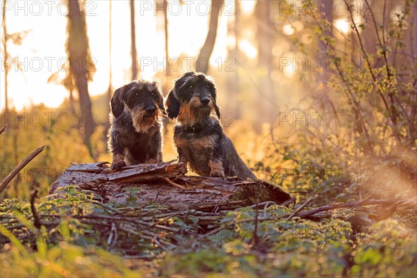 Rough-haired dachshund