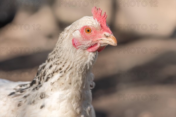 Portrait of a white hen in a chicken coop. France