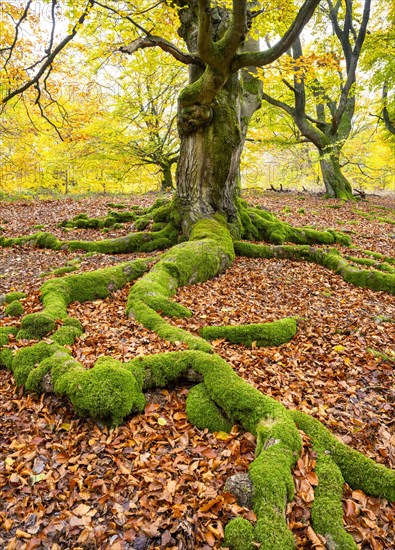 Common beech