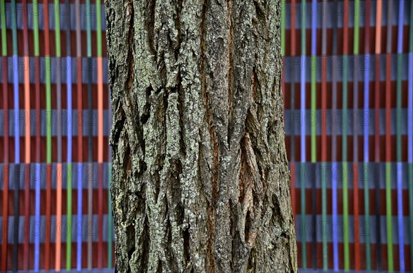 Tree bark in front of the colourfully striped facade of the Brandhorst Museum