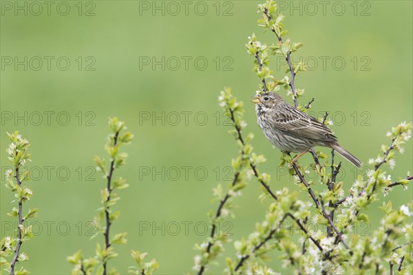 Corn bunting