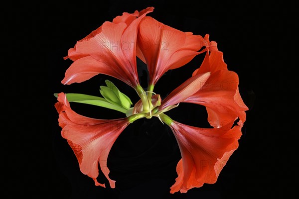 Amaryllis flowers on a black background