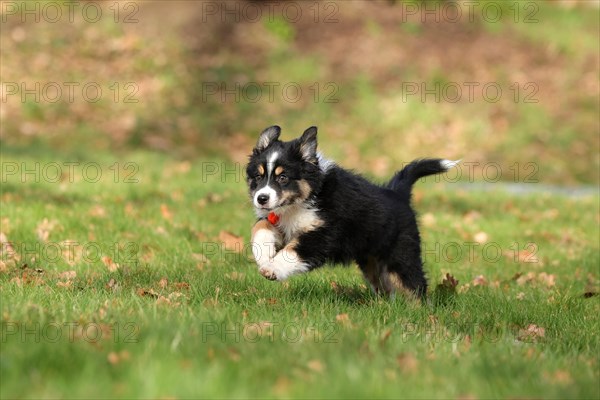 Australian Shepherd