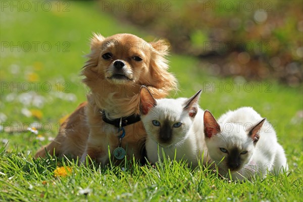 Young Thai cats and Chihuahua