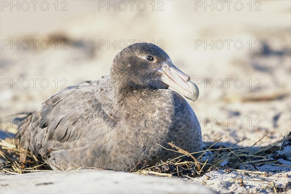 Giant Petrel