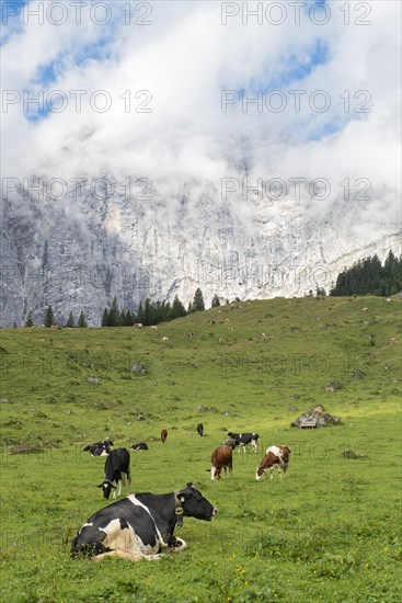 Cows on pasture