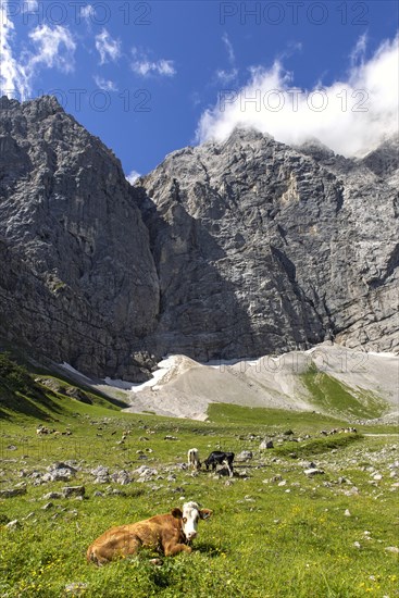 Cows in the Enger Grund alpine pasture area