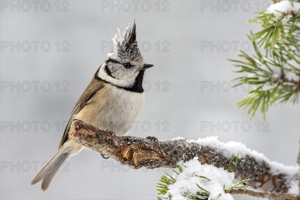 Crested tit