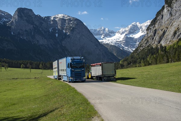 Cattle truck and tractor with trailer meet in the Risstal