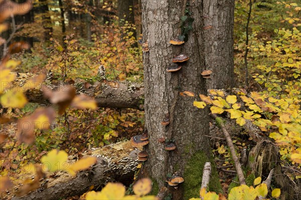 Red banded polypore