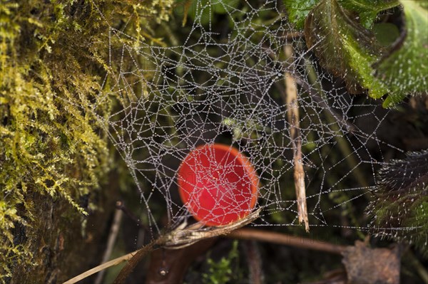 Scarlet elf cup